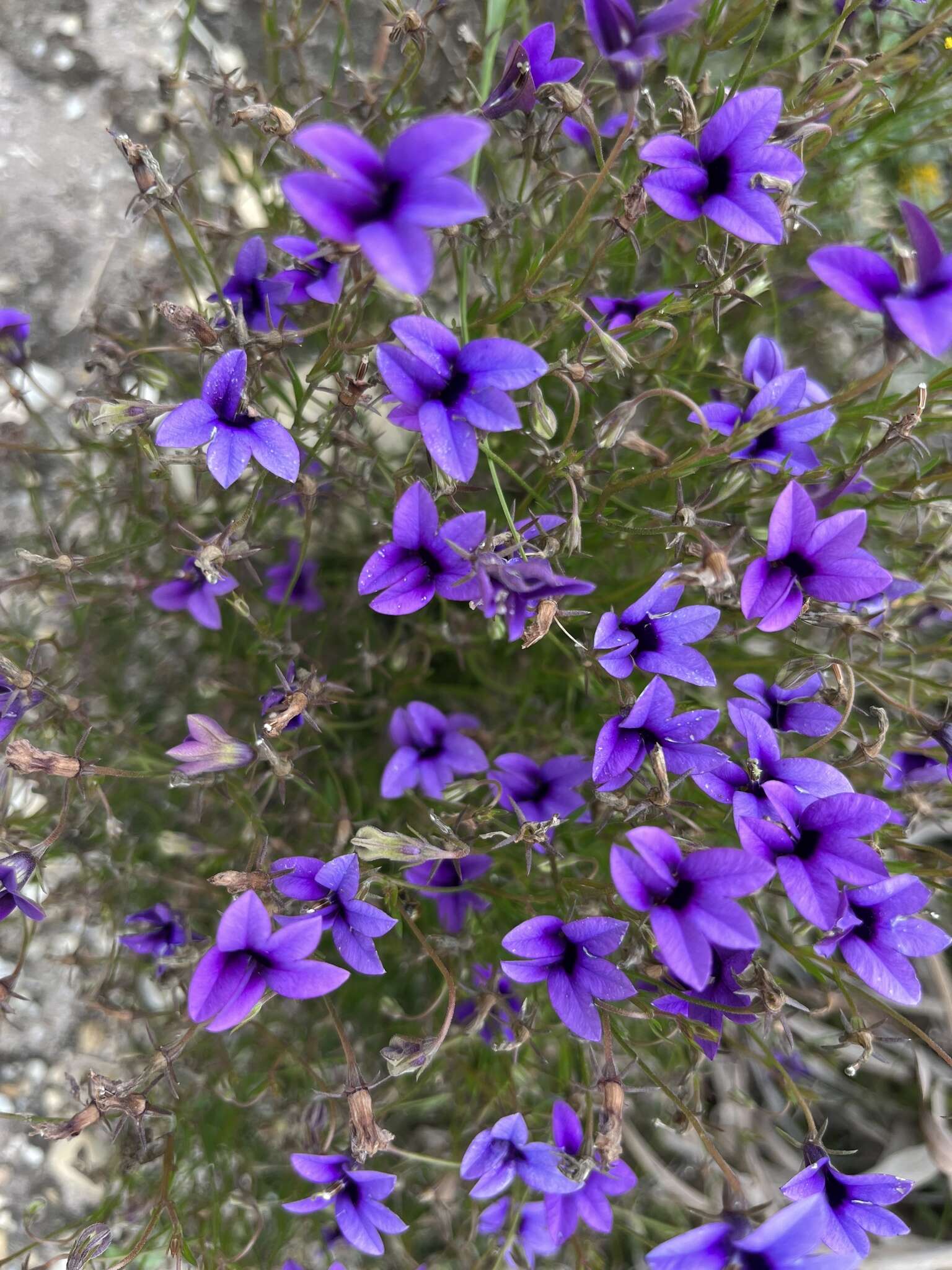 Image of Monopsis unidentata subsp. unidentata