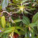 Image of Antilles star orchid