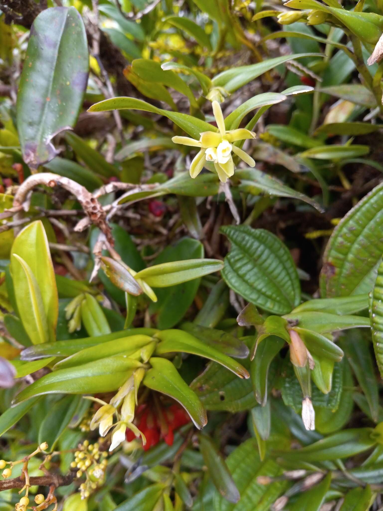 Image of Antilles star orchid