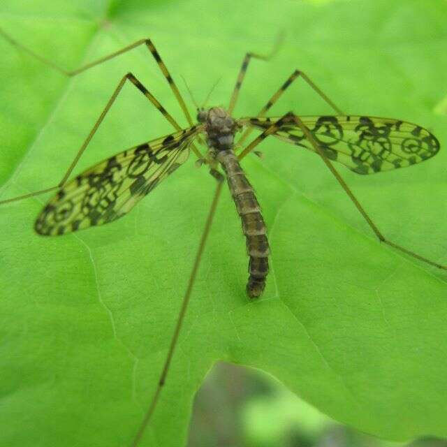 Imagem de Epiphragma (Epiphragma) ocellare (Linnaeus 1760)