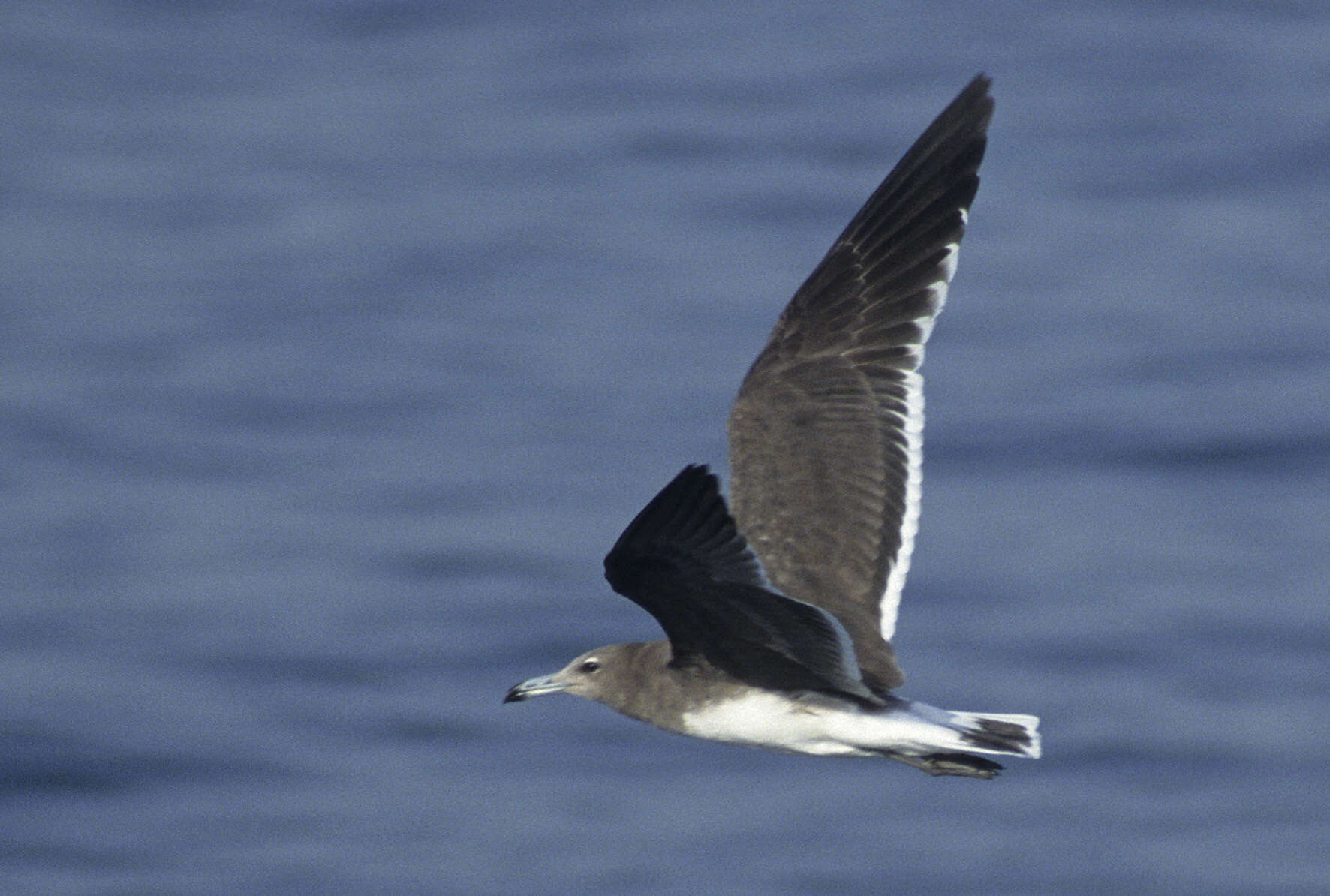 Image of Sooty Gull