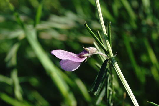 Image of wandering vetch