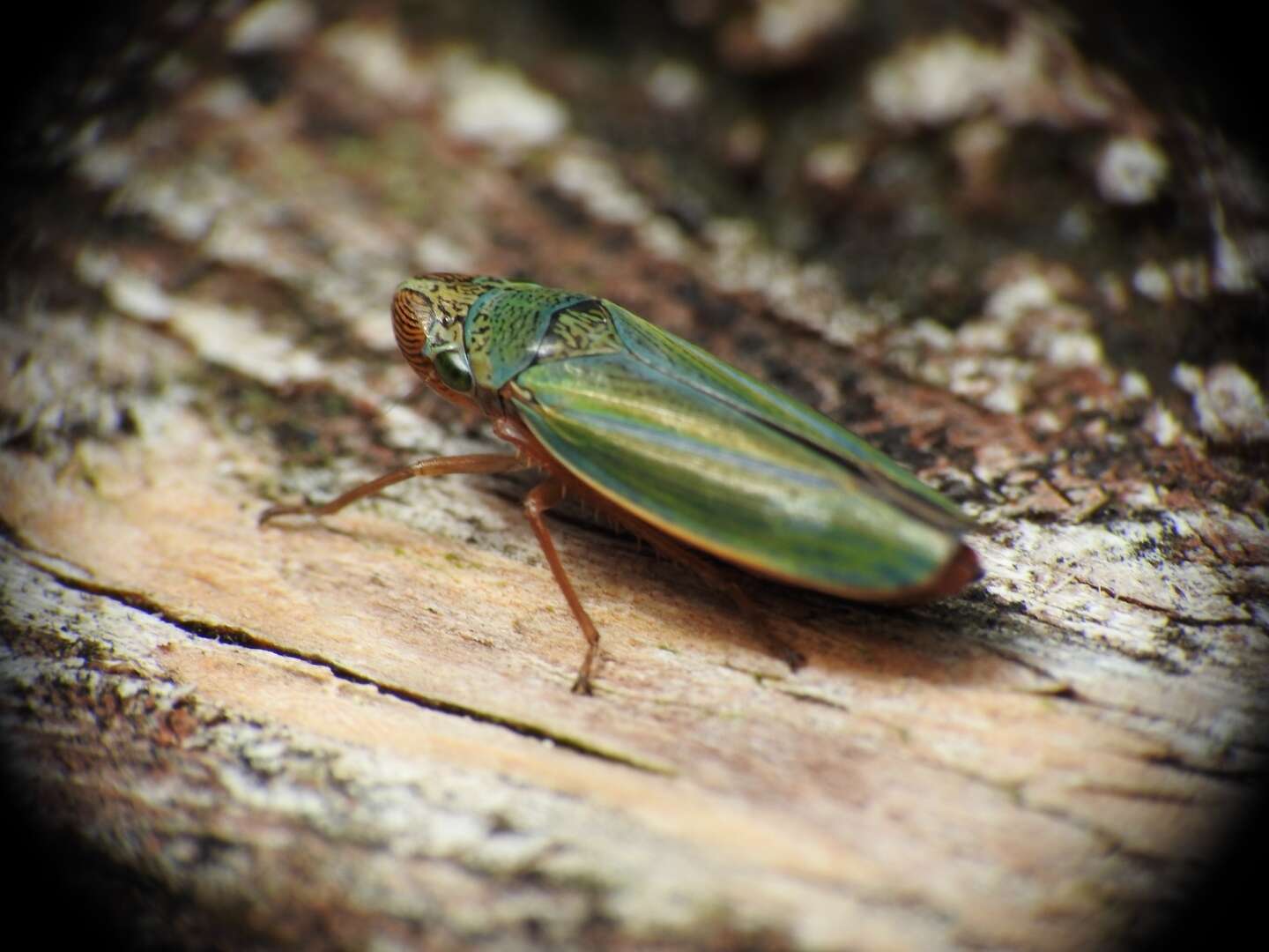 Graphocephala psephena Young 1977的圖片