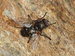 Image of Black-based cluster fly