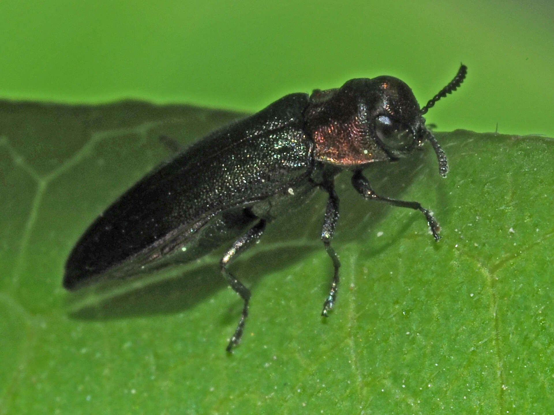 Image of Agrilus pratensis (Ratzeburg 1837)