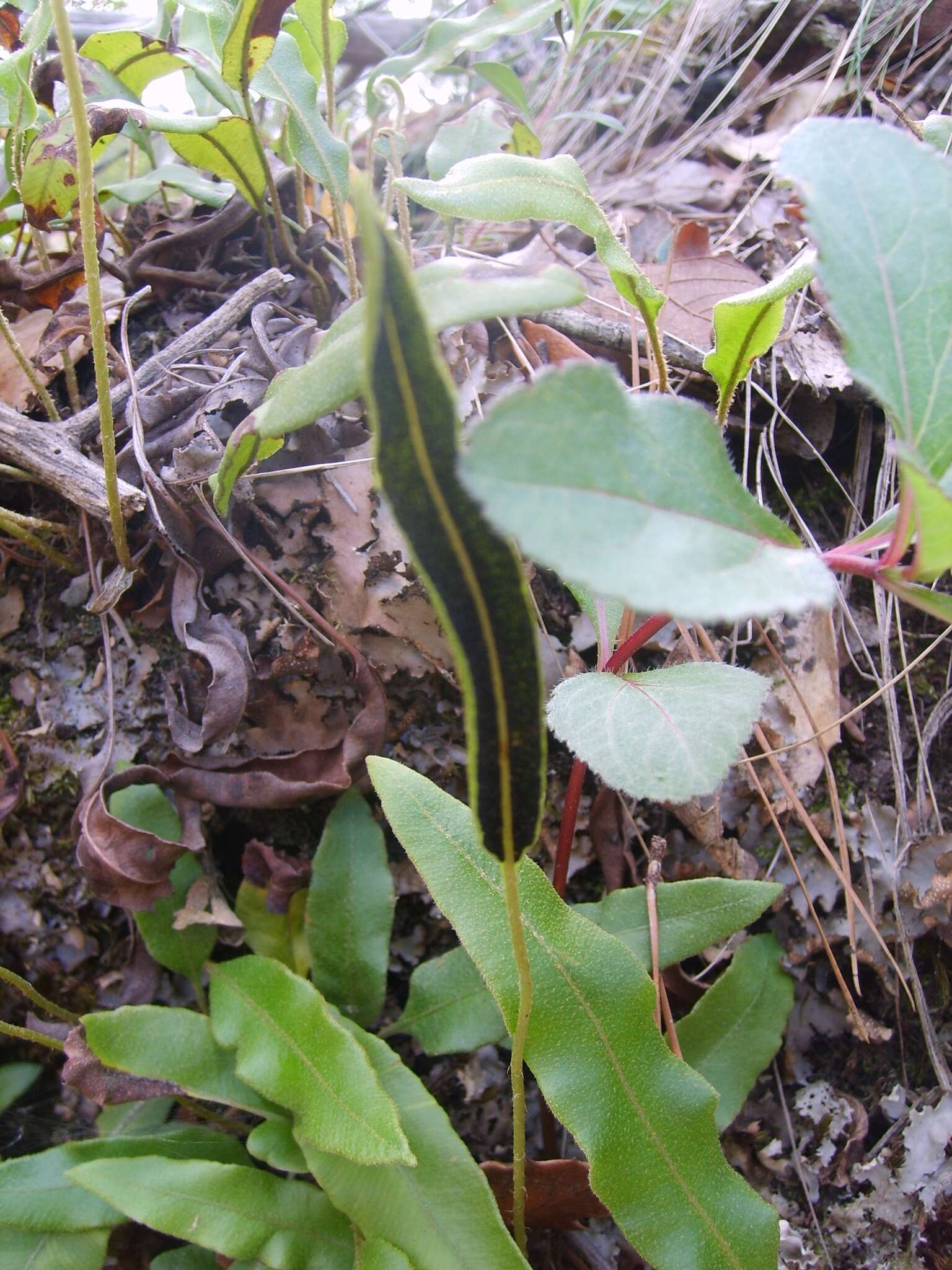 Image of Deer tongue fern