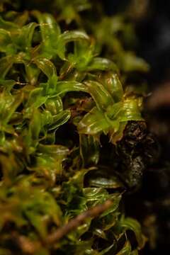 Image of Syntrichia norvegica Weber 1804