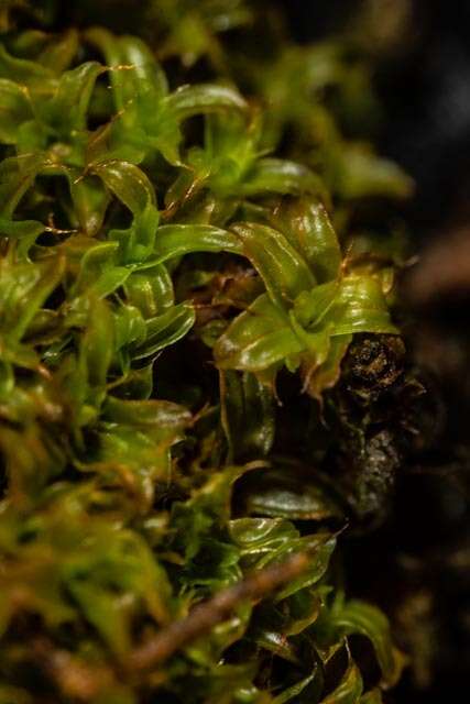 صورة Syntrichia norvegica Weber 1804