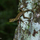 Image of Ihering's fathead anole