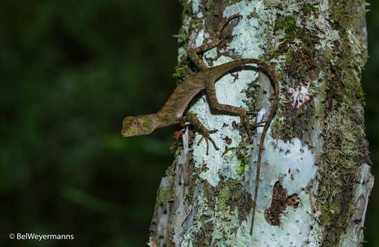 Image of Ihering's fathead anole