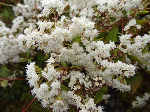 Image of spreading snakeroot