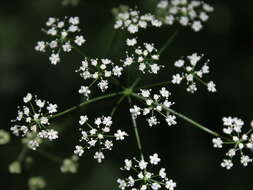 Pimpinella tripartita Kalenicz. resmi