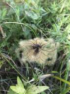 Plancia ëd Clematis ochroleuca