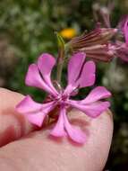 Imagem de Silene colorata subsp. colorata