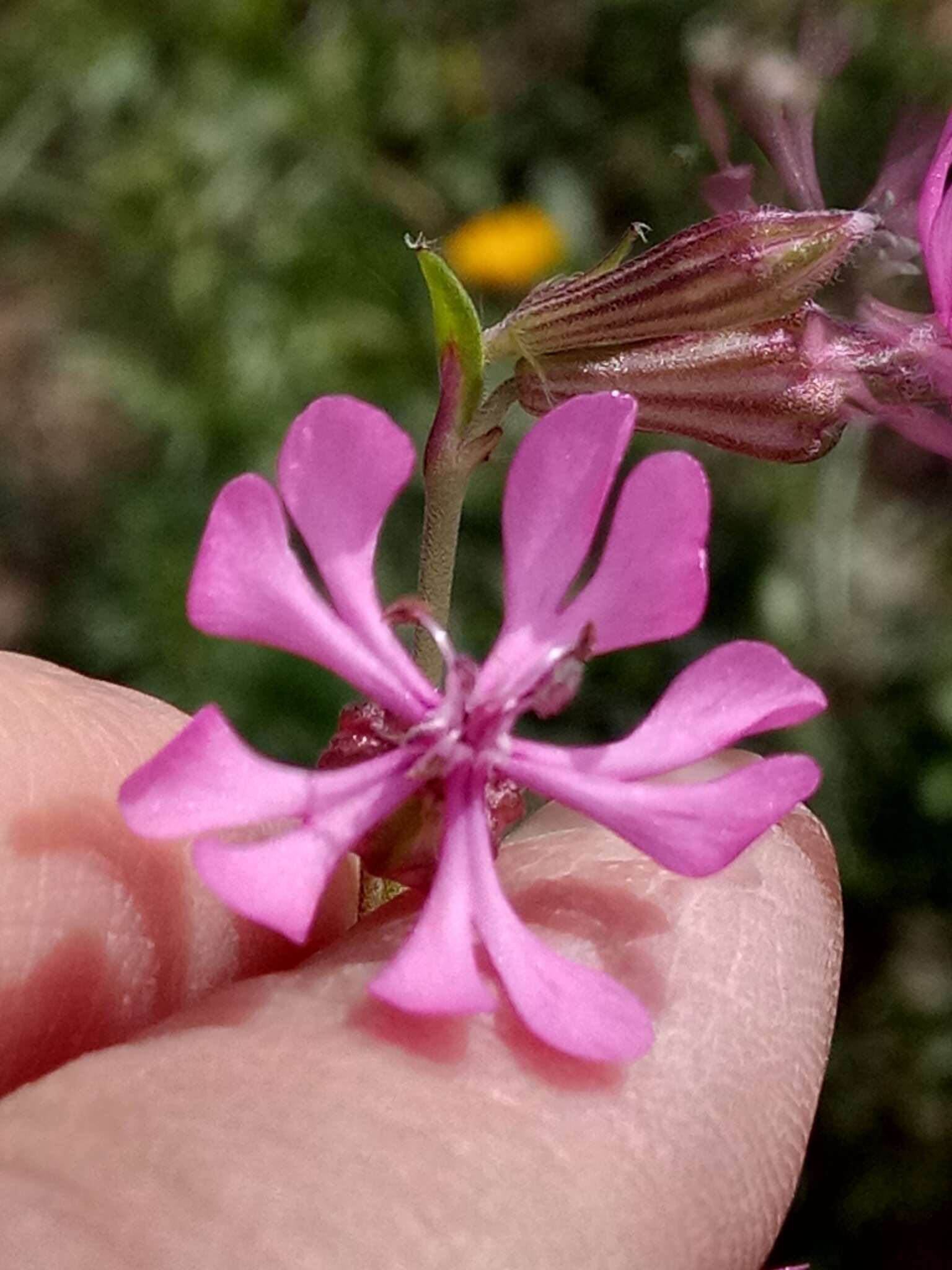 Imagem de Silene colorata subsp. colorata