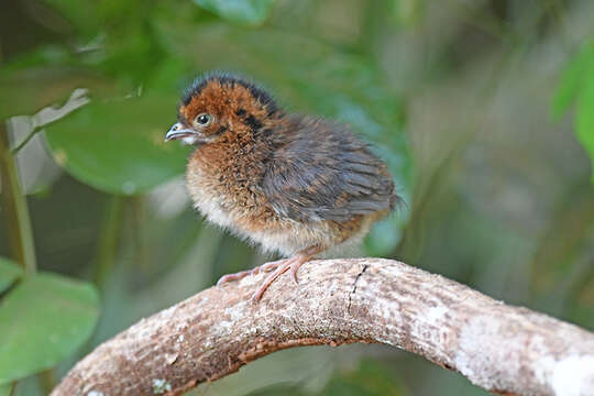 Image of Chestnut-headed Chachalaca