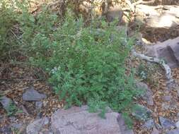 Image of rock phacelia