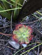 Drosera xerophila的圖片