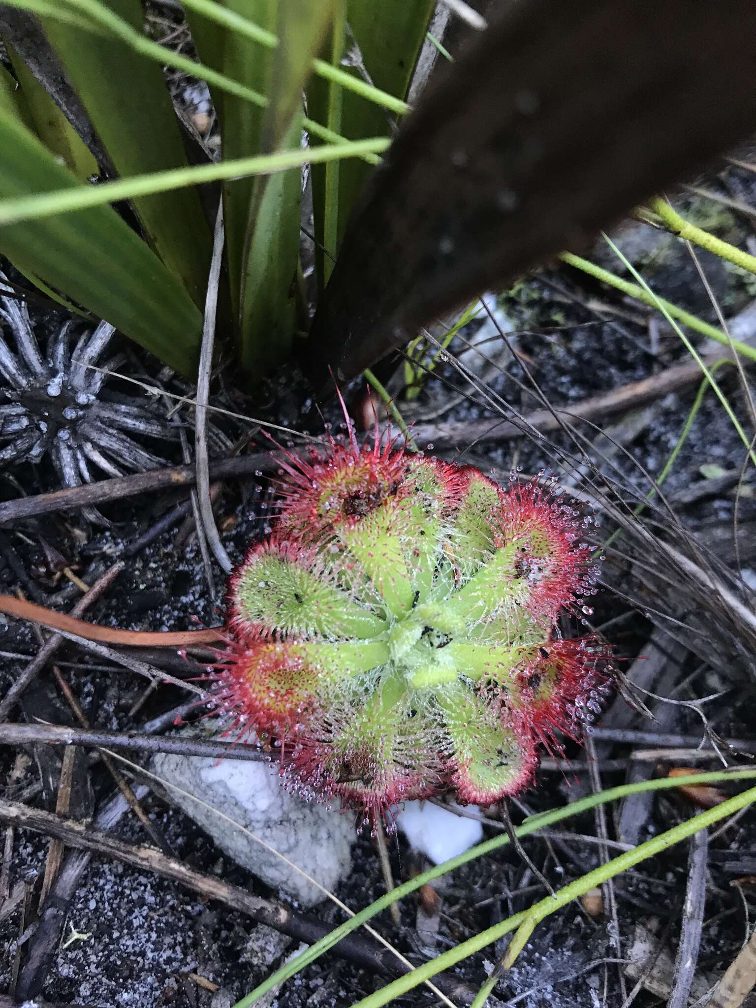 Image of Drosera xerophila