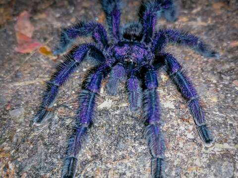 Image of Ecuadorian Purple Tarantula