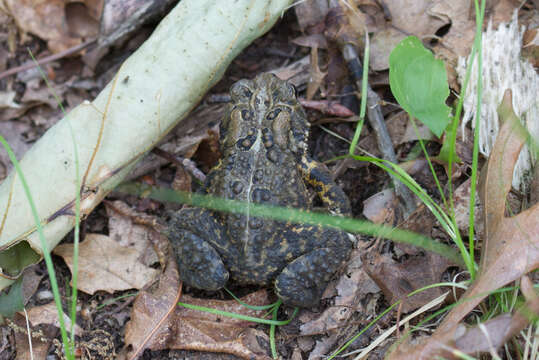 Imagem de Anaxyrus americanus (Holbrook 1836)