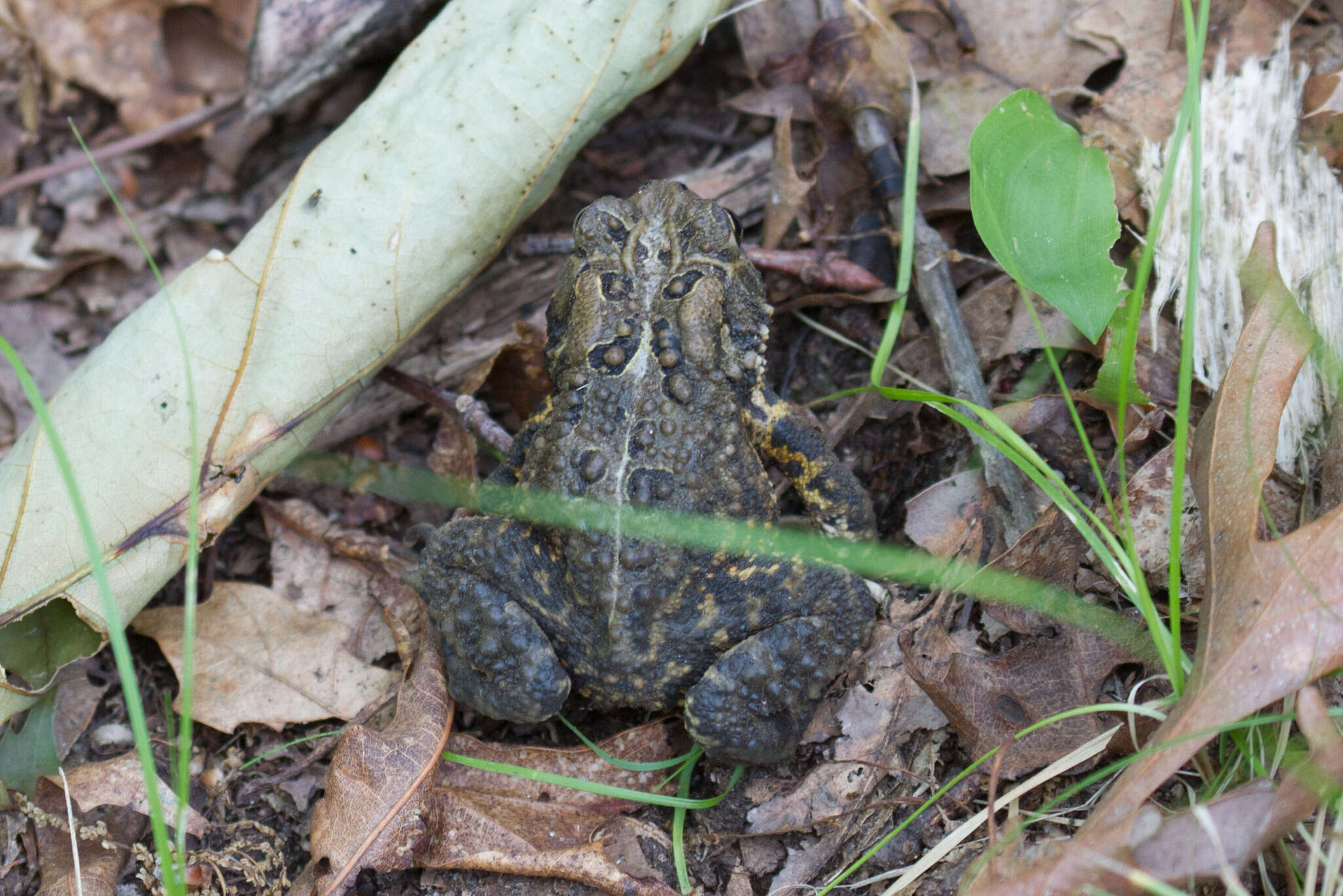 Image of American Toad