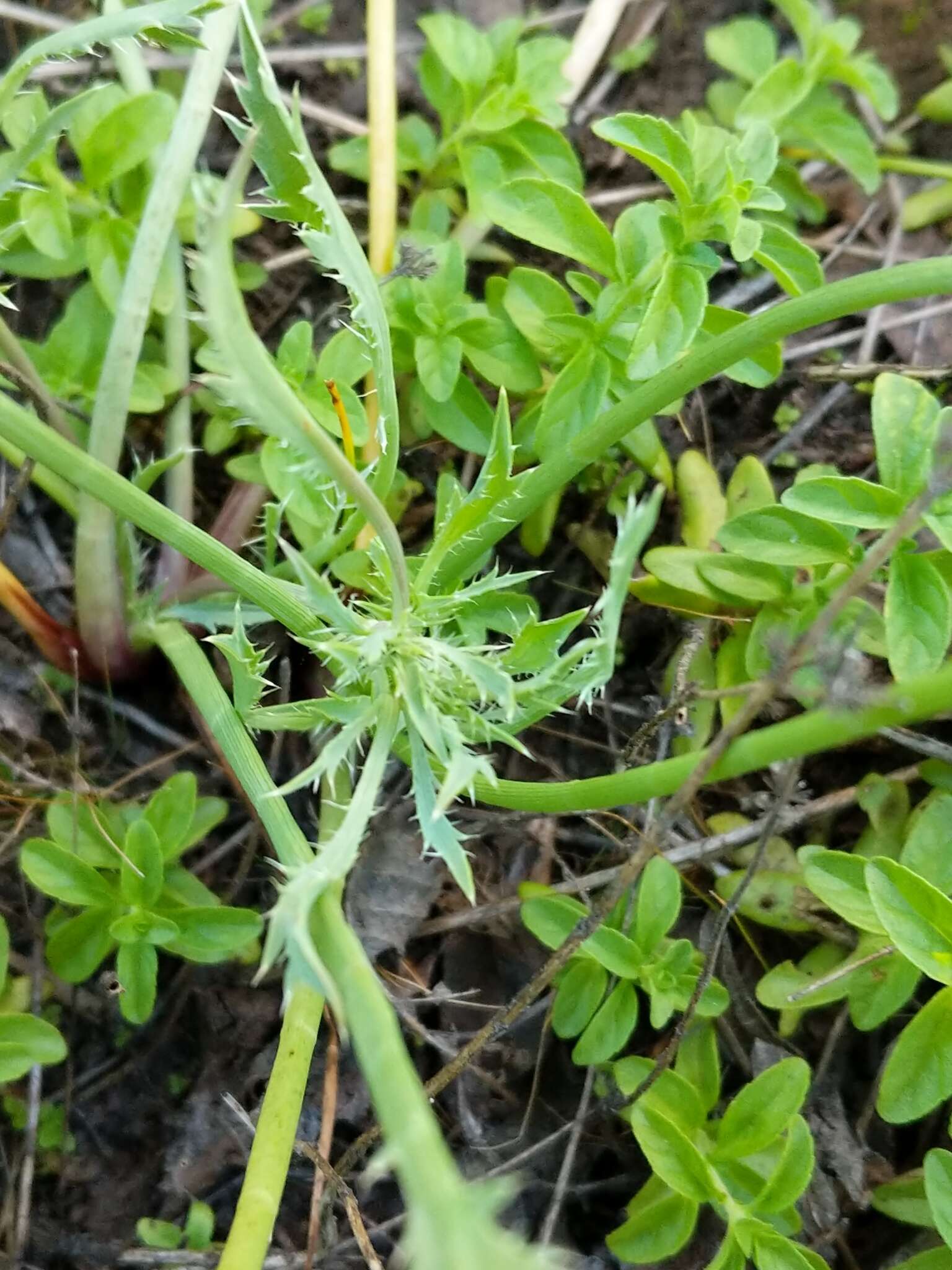 Eryngium petiolatum Hook. resmi