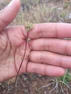 Image de Acaena pinnatifida Ruiz & Pav.