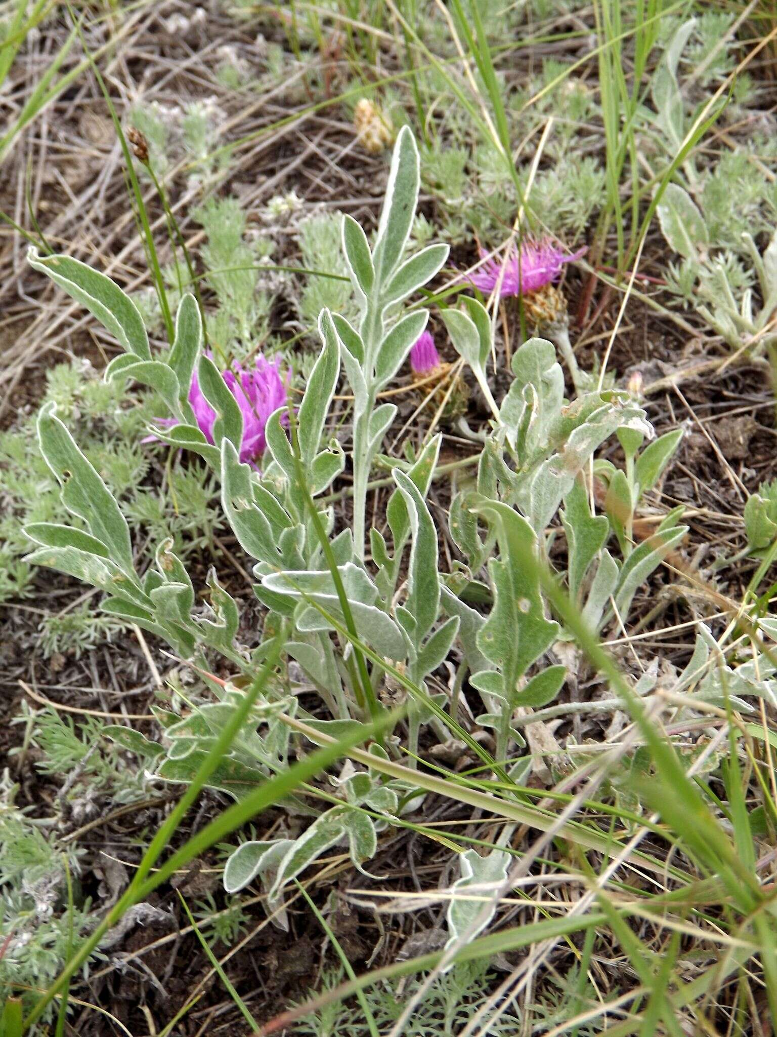 Plancia ëd Psephellus turgaicus (Klok.) A. L. Ebel