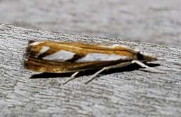 صورة Catoptria latiradiellus Walker 1863