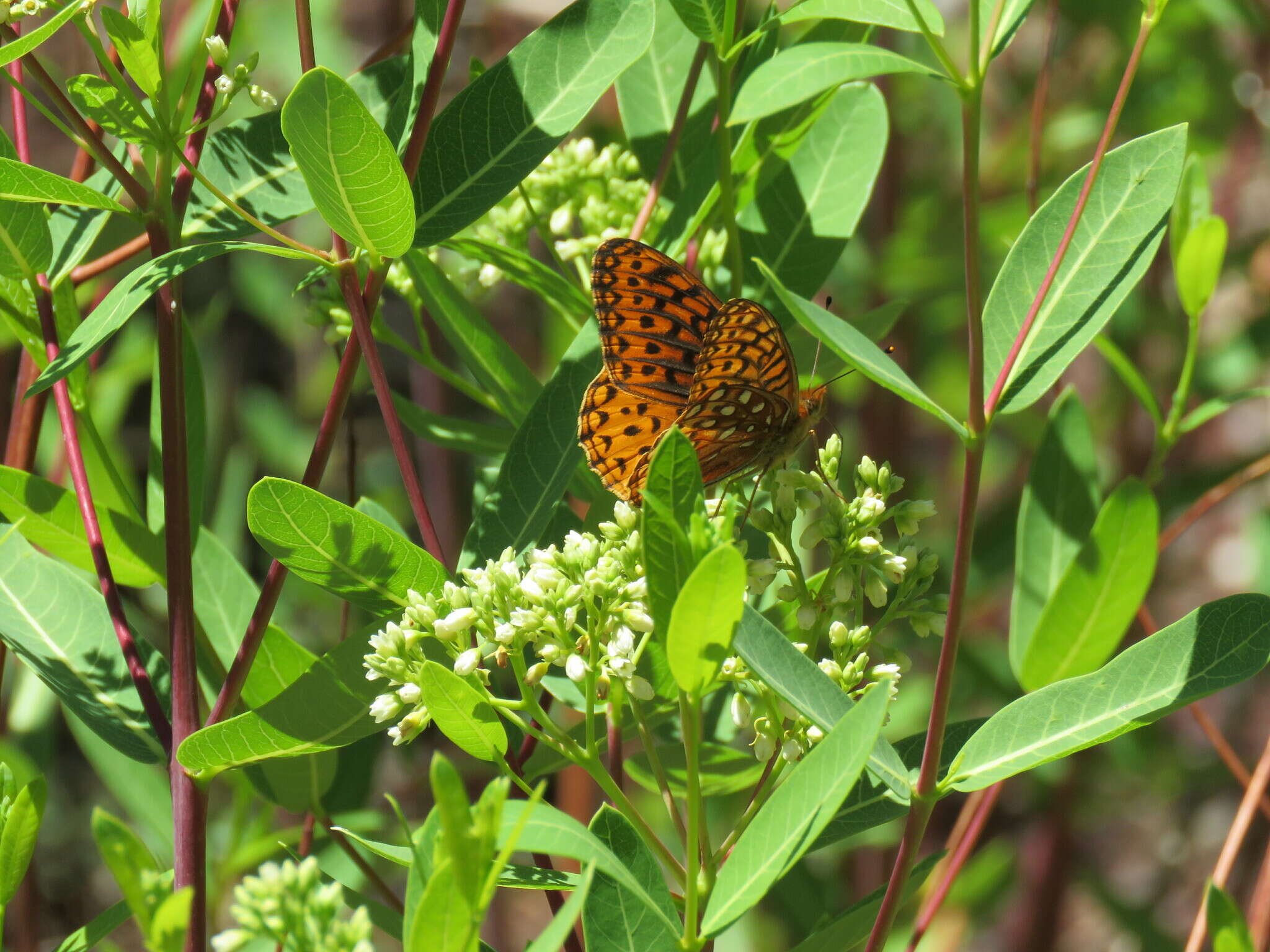 Image of Speyeria hesperis dorothea Moeck 1947