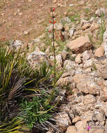 Scrophularia sambucifolia L. resmi