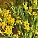 Image of rough Canada goldenrod