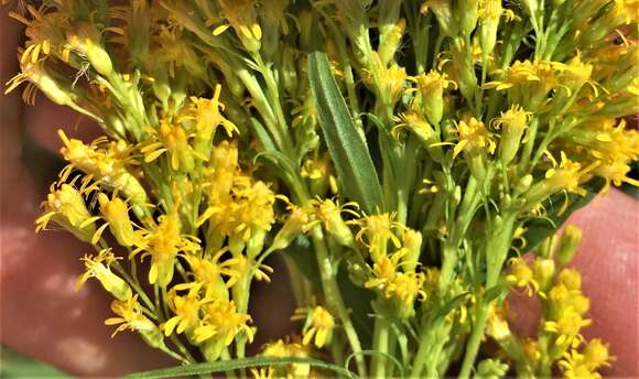 Image of rough Canada goldenrod