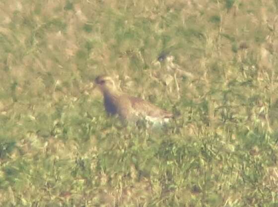 Image of Sociable Lapwing