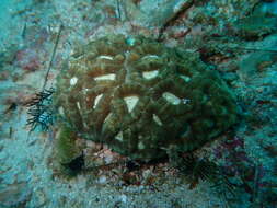 Image of Astraeosmilia maxima