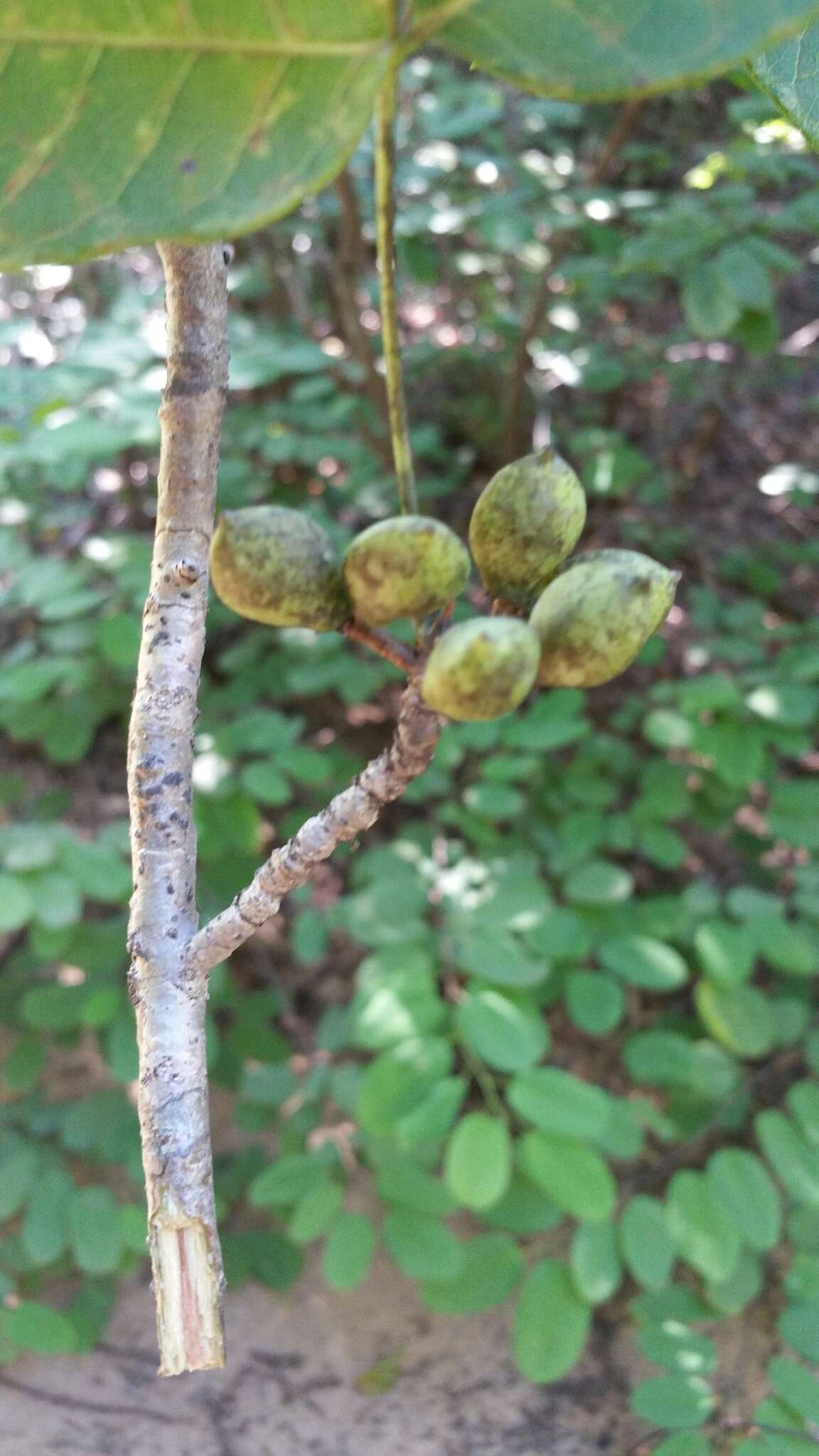 Sivun Commiphora pervilleana Engl. kuva