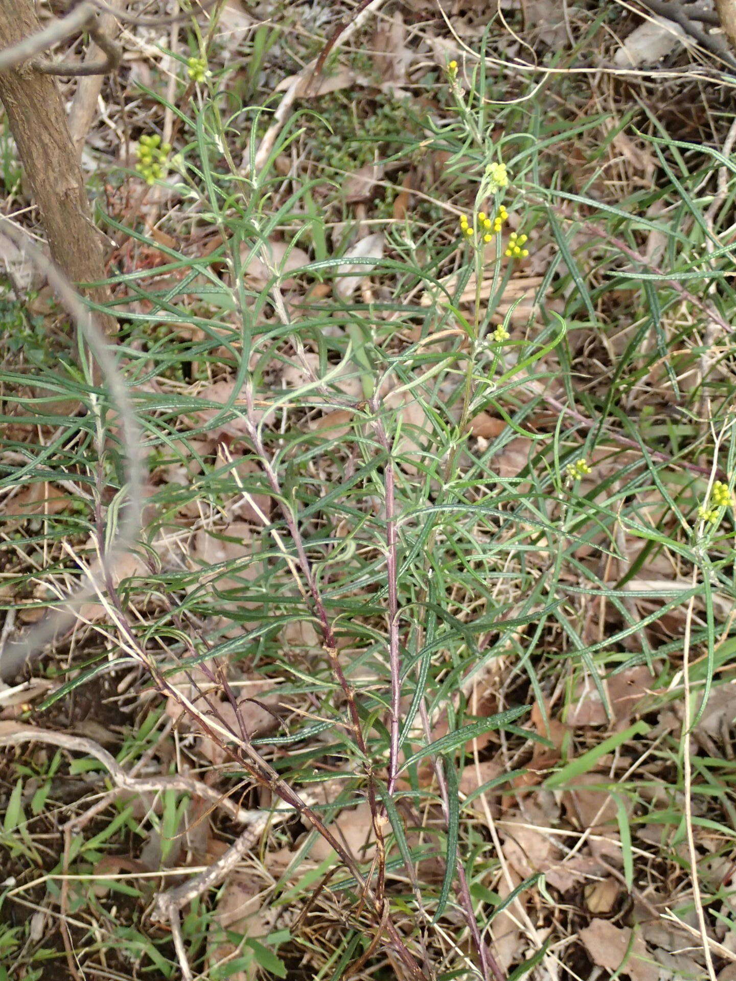 Image of <i>Senecio <i>linearifolius</i></i> var. linearifolius