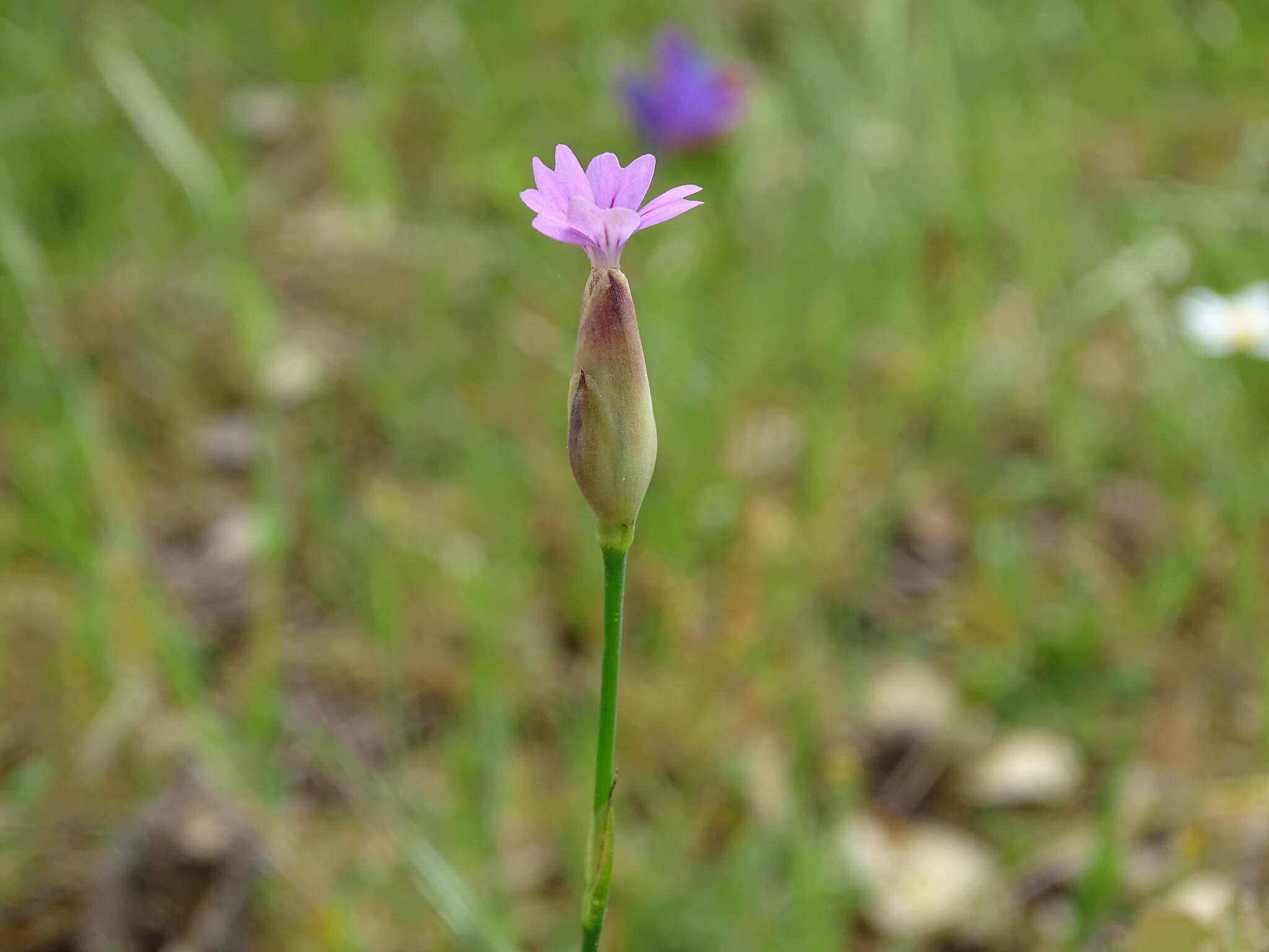 Image of proliferous pink