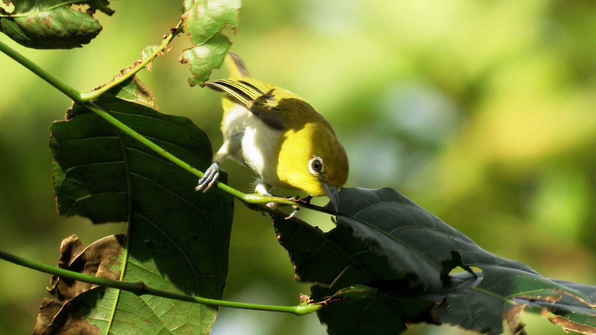 Image of Lowland White-eye