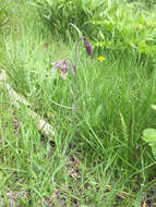 Image of spotted fritillary