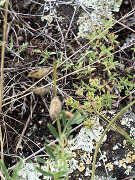 Image of Astragalus versicolor Pall.