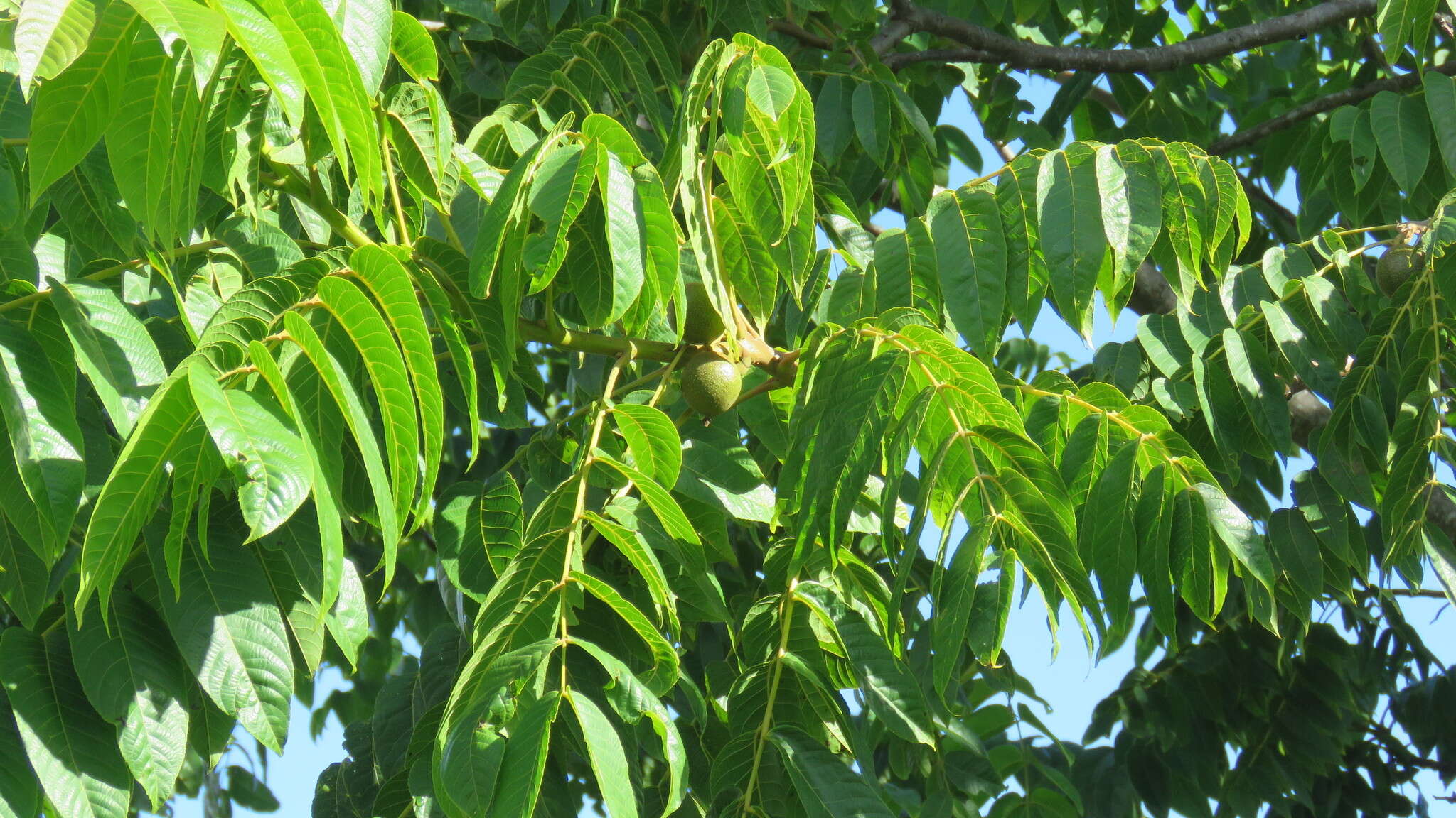 Image of Juglans australis Griseb.