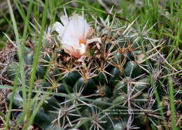 Image of Coryphantha ottonis (Pfeiff.) Lem.