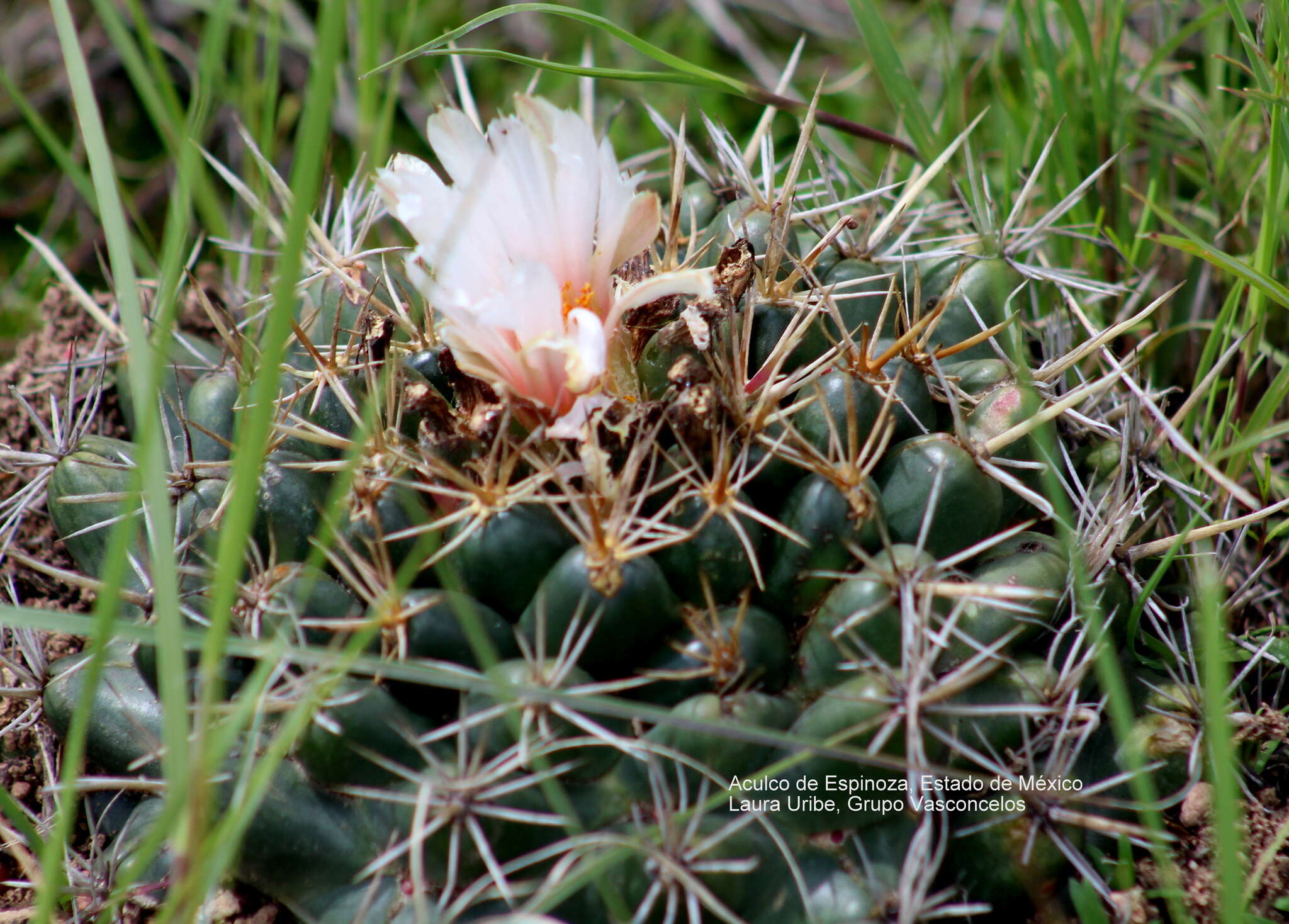 Imagem de Coryphantha ottonis (Pfeiff.) Lem.