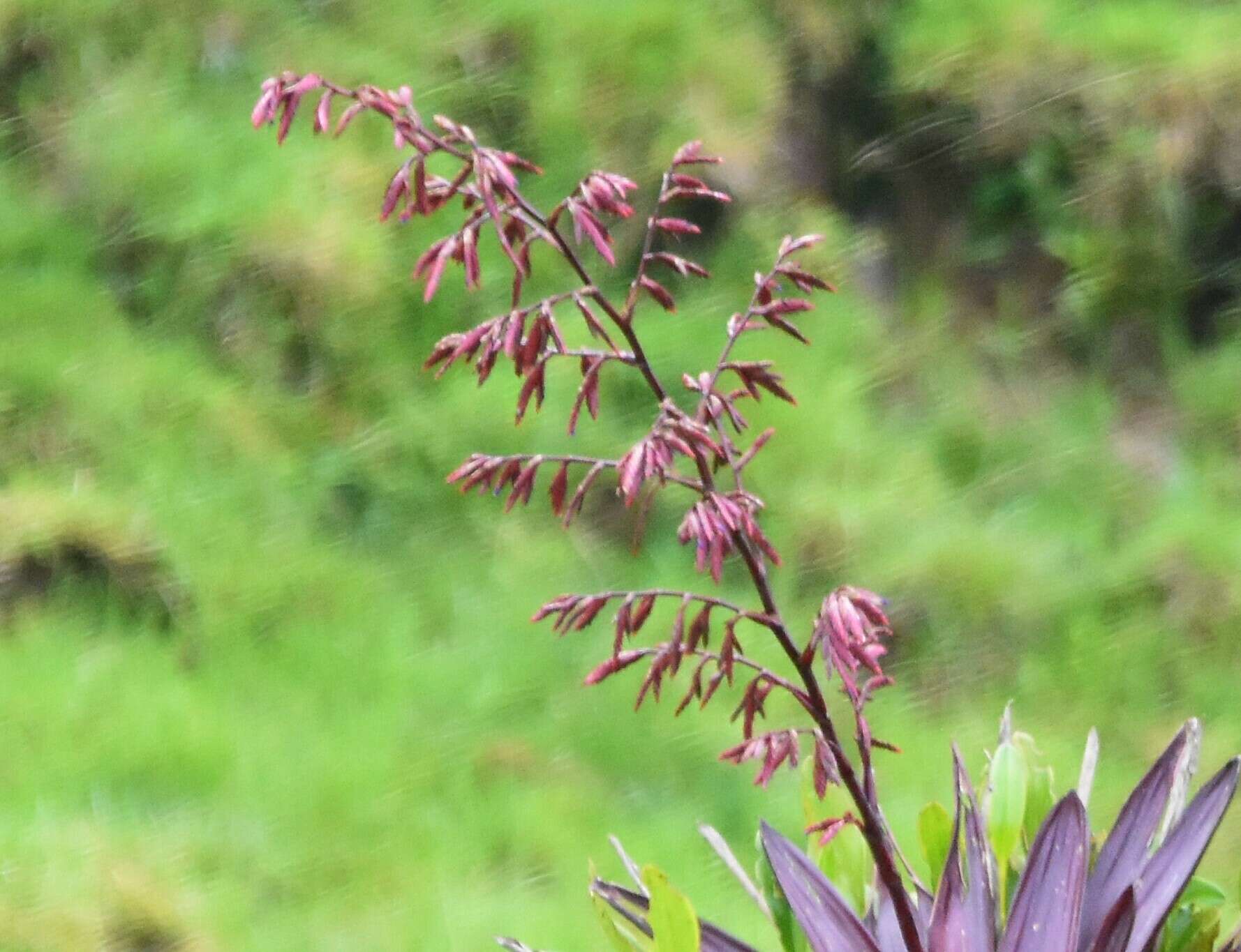 Image of Tillandsia tovarensis Mez