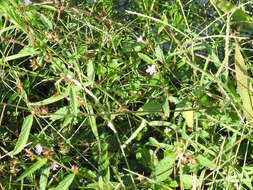 Image of Pyramid-Flower