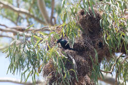 Image of Metallic Starling