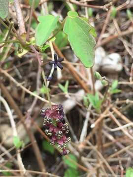 Image of Akebia trifoliata (Thunb.) Koidz.