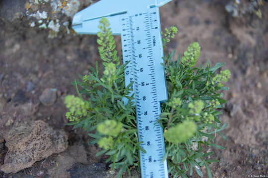 Image of Lepidium horstii Johow ex Skottsb.